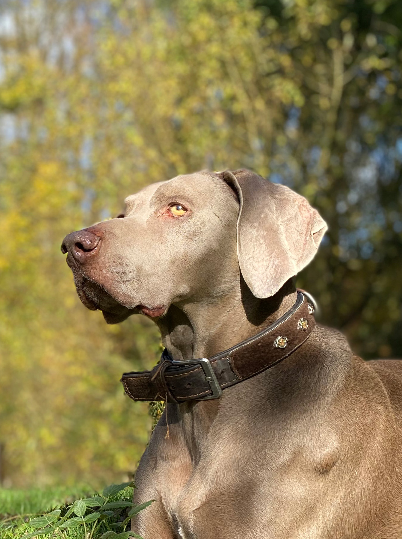 Bild von Weimaraner Jagdhund Aslan // Vom Attraktor