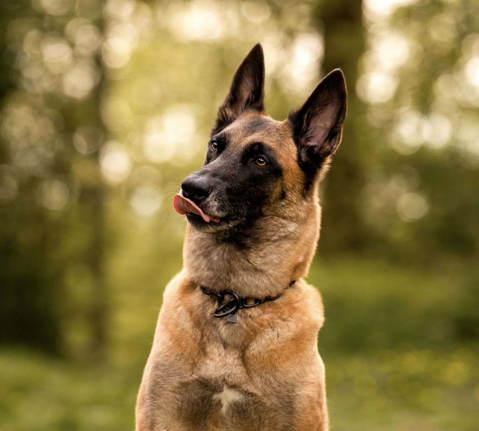 Bild von Malimaniac’s Malinois-Hündin Ilyra // Vom Attraktor